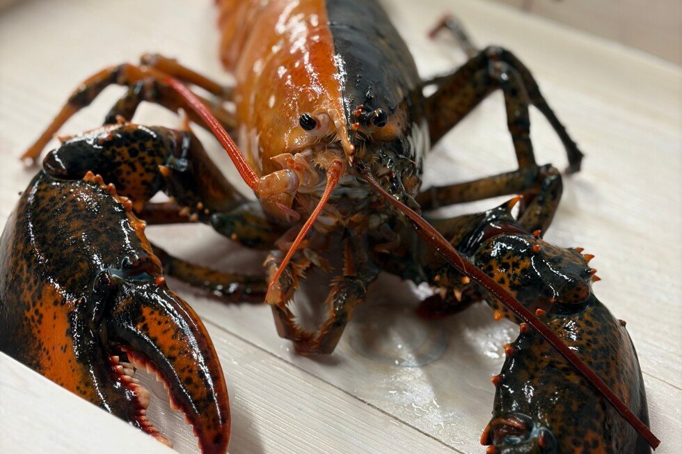 two-colored-lobster-from-cape-cod-captivates-new-englanders