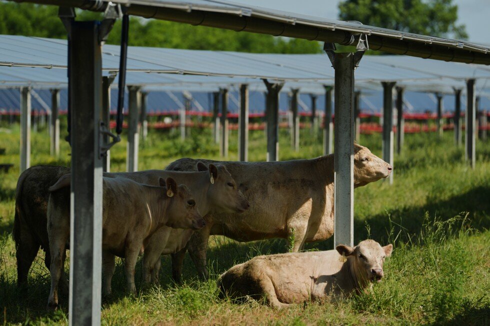 silicon-ranch’s-40-acre-farm-near-nashville-gives-cattle-room-to-graze-under-the-panels