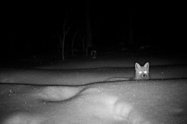 In this undated photo taken by a camera trap and provided by the Chornobyl Radiation and Ecological Biosphere Reserve on Wednesday, April 15, 2026, a wild fox is seen in a forest inside the Chernobyl exclusion zone, Ukraine. Chornobyl is the Ukrainian name for the city. (Chornobyl Radiation and Ecological Biosphere Reserve via AP)