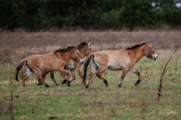 Wild Przewalski horses graze in a forest inside the Chernobyl exclusion zone, Ukraine, Wednesday, April 8, 2026. Chornobyl is the Ukrainian name for the city. (AP Photo/Evgeniy Maloletka)
