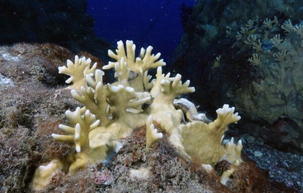 Bleached coral is visible during a scuba dive at the Flower Garden Banks National Marine Sanctuary in the Gulf of Mexico Sunday, Sept. 17, 2023, in the Gulf of Mexico. (AP Photo/LM Otero, File)