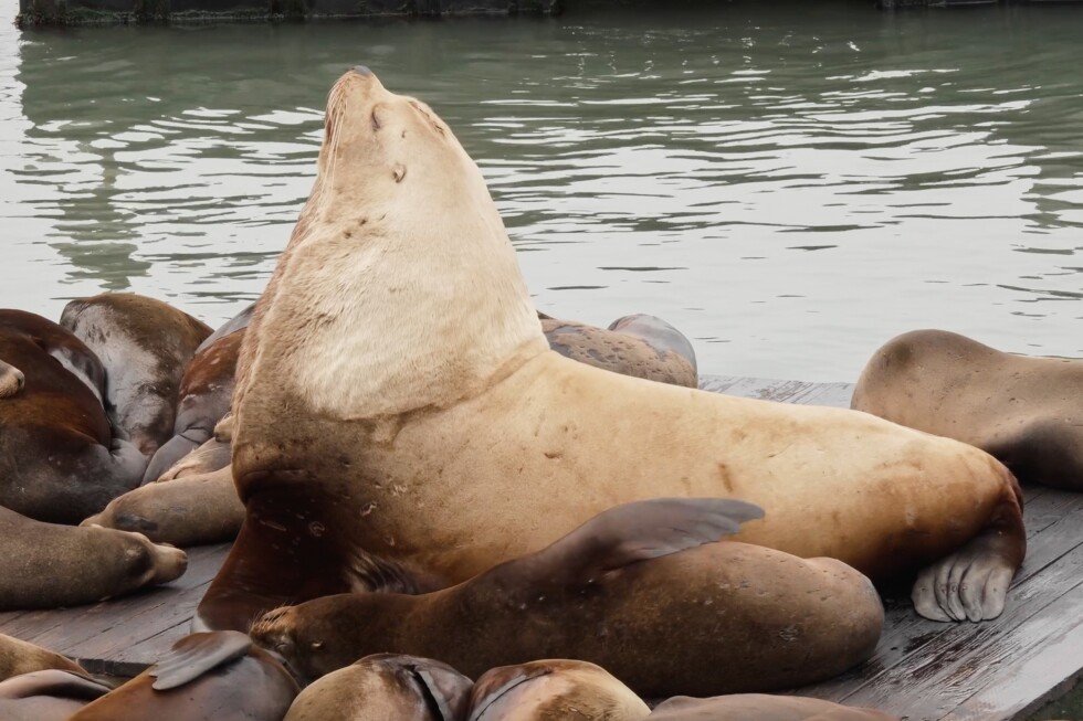 chonkers-the-steller-sea-lion-draws-crowds-at-san-francisco’s-pier-39