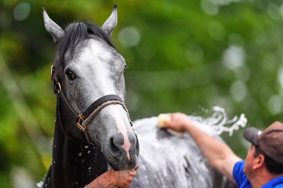great-white-a-late-scratch-from-the-kentucky-derby-after-throwing-his-jockey