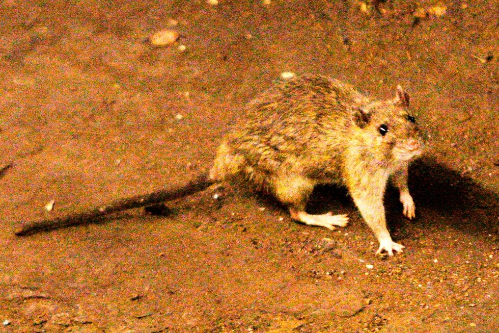 what-to-know-about-the-suspected-hantavirus-outbreak-on-a-cruise-ship