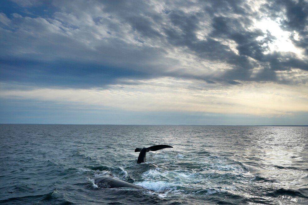 trump-supports-delaying-endangered-right-whale-protections