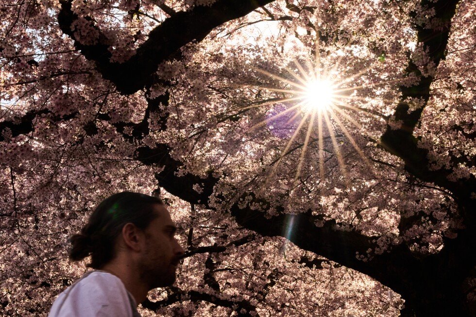 trees-cut-extra-city-heat-by-half,-but-not-quite-fairly,-study-says