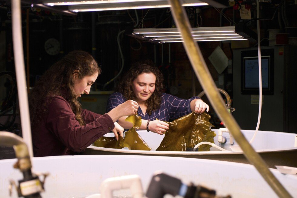 kelp,-a-seaweed,-could-someday-fuel-ships-and-planes