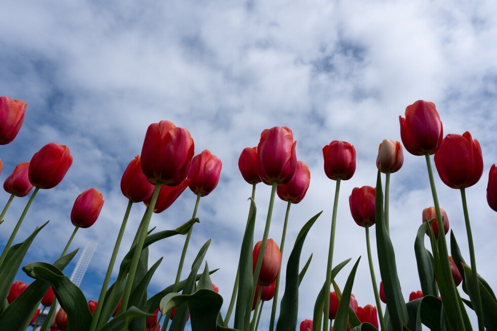 more-than-cuddly-critters.-climate-change-puts-unusual-plants-at-risk