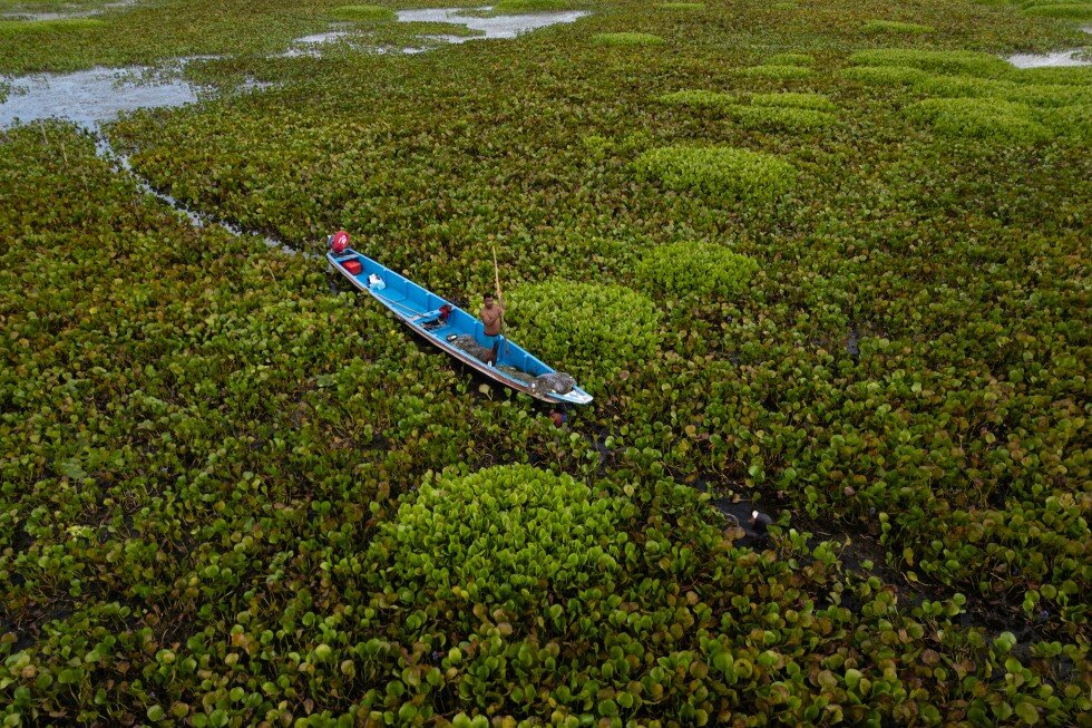 invasive-plant-threatens-livelihoods-in-colombia’s-largest-coastal-wetland