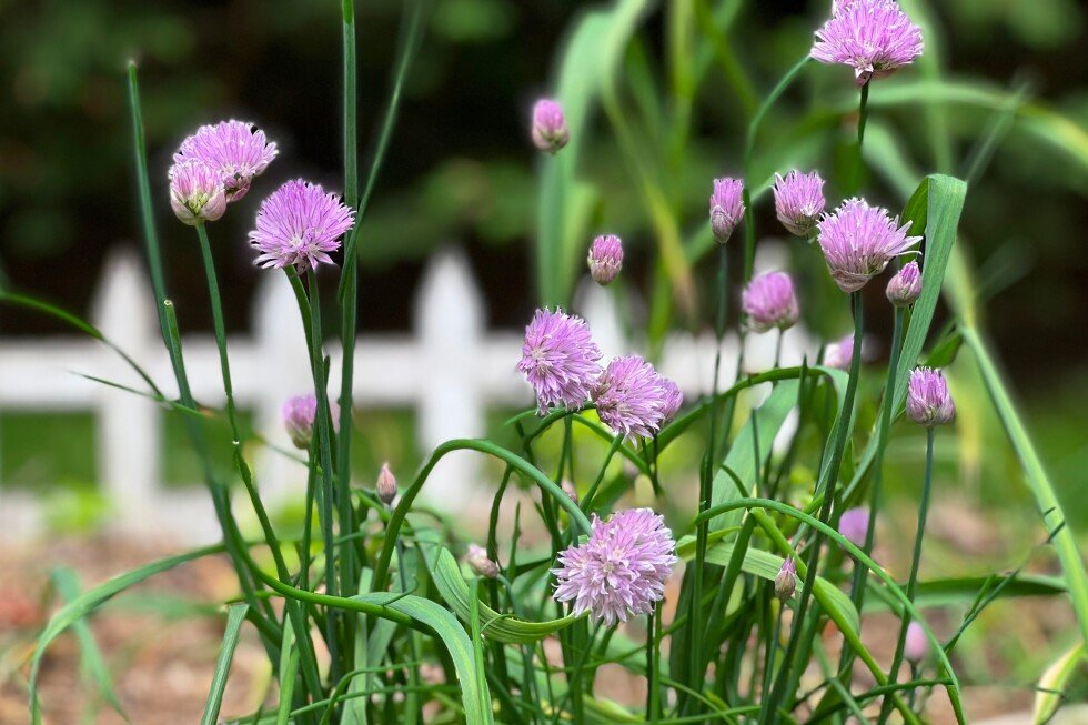 maximize-your-small-garden-space-for-a-bigger-harvest-with-microgardening