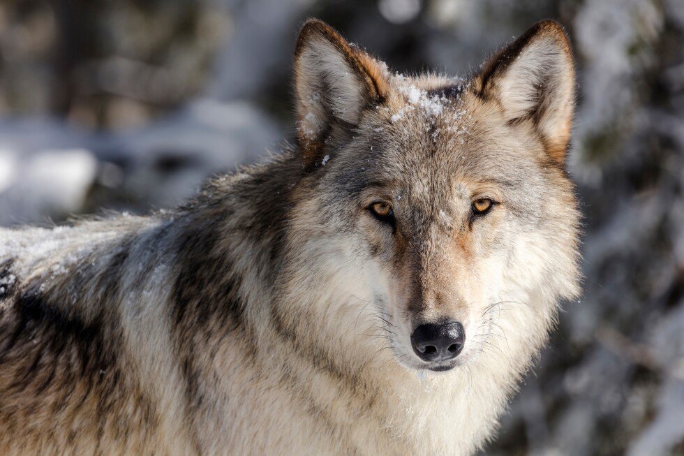 disease-outbreak-cuts-wyoming,-yellowstone-wolf-numbers