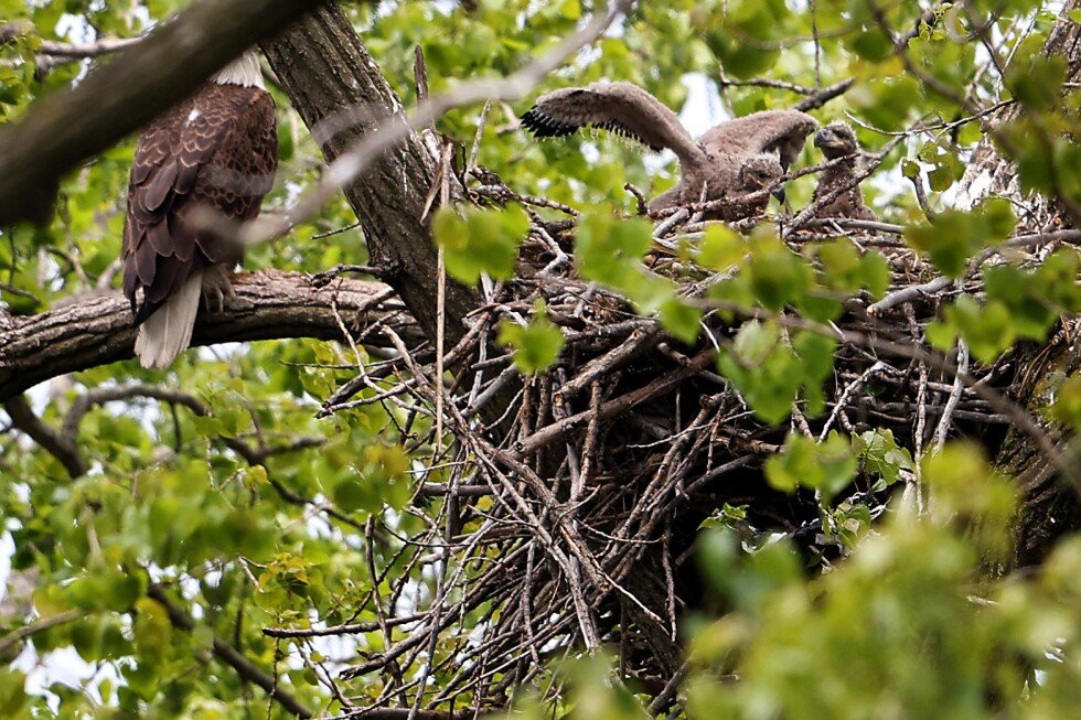 birders-spot-bald-eagle-hatchlings-in-park-on-chicago’s-southeast-side