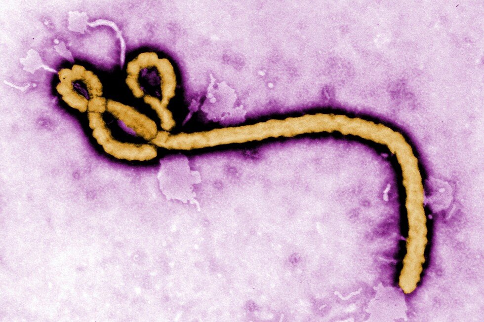 major-ebola-outbreaks-and-how-the-disease-was-first-identified