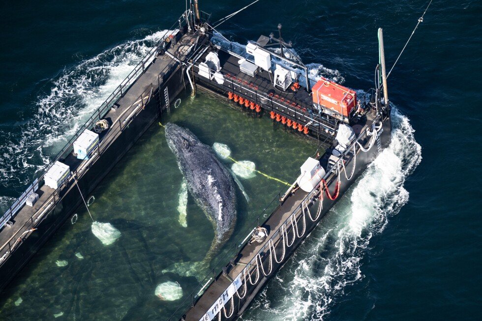 rescued-humpback-whale-is-found-dead-off-denmark