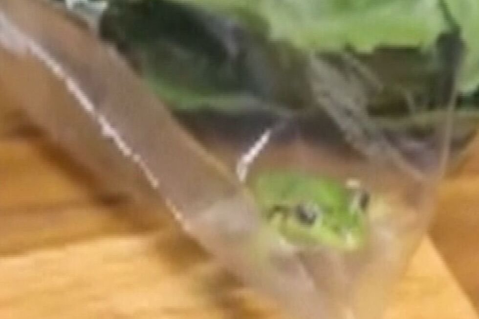 live-frog-surprises-housemates-in-australian-farmer’s-lettuce-bag