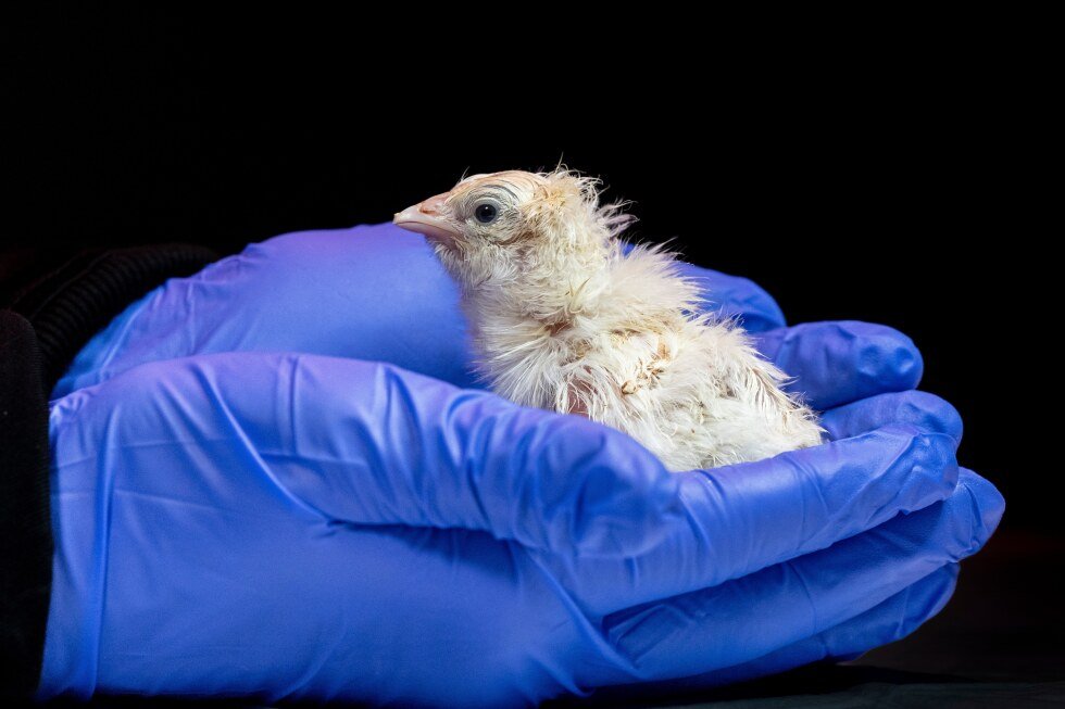 colossal-biosciences-says-it-has-hatched-chicks-in-an-artificial-environment