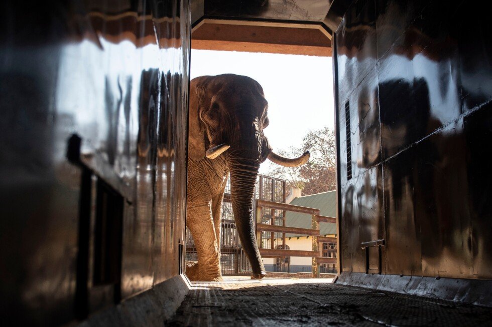 animal-welfare-groups-say-3-south-african-zoo-elephants-are-depressed-and-sue-to-move-them