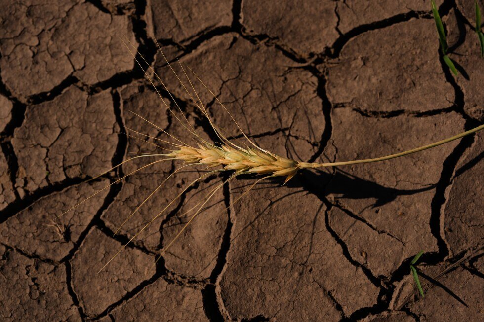 kansas-wheat-crop-could-be-worst-since-1972-because-of-weather-extremes