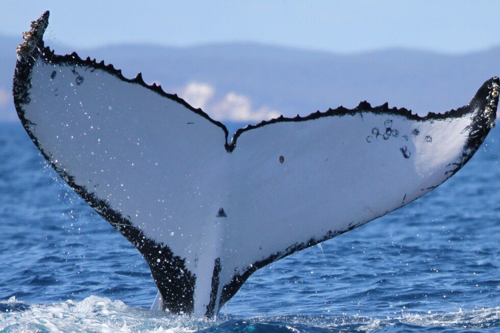dos-ballenas-jorobadas-baten-records-al-nadar-entre-australia-y-brasil