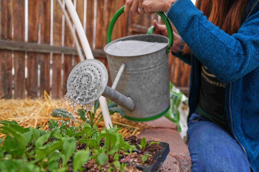 common-gardening-myths-and-misconceptions-that-could-ruin-your-garden