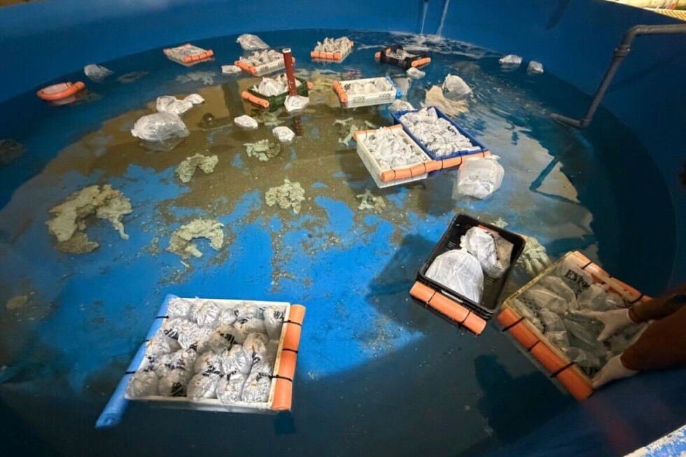 argentina-rescues-700-marine-animals-trafficked-from-kenya-in-exotic-wildlife-seizure
