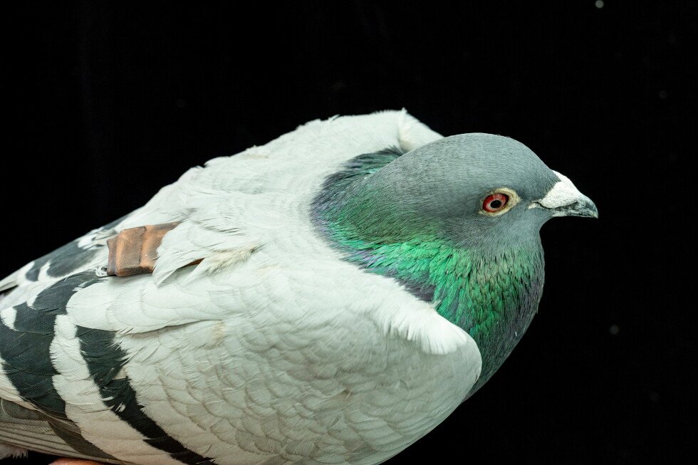 pigeon-gps:-new-clues-into-how-the-birds-find-their-way-home