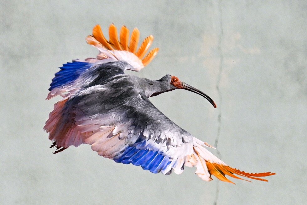 crested-ibis-returns-to-japanese-town-decades-after-extinction