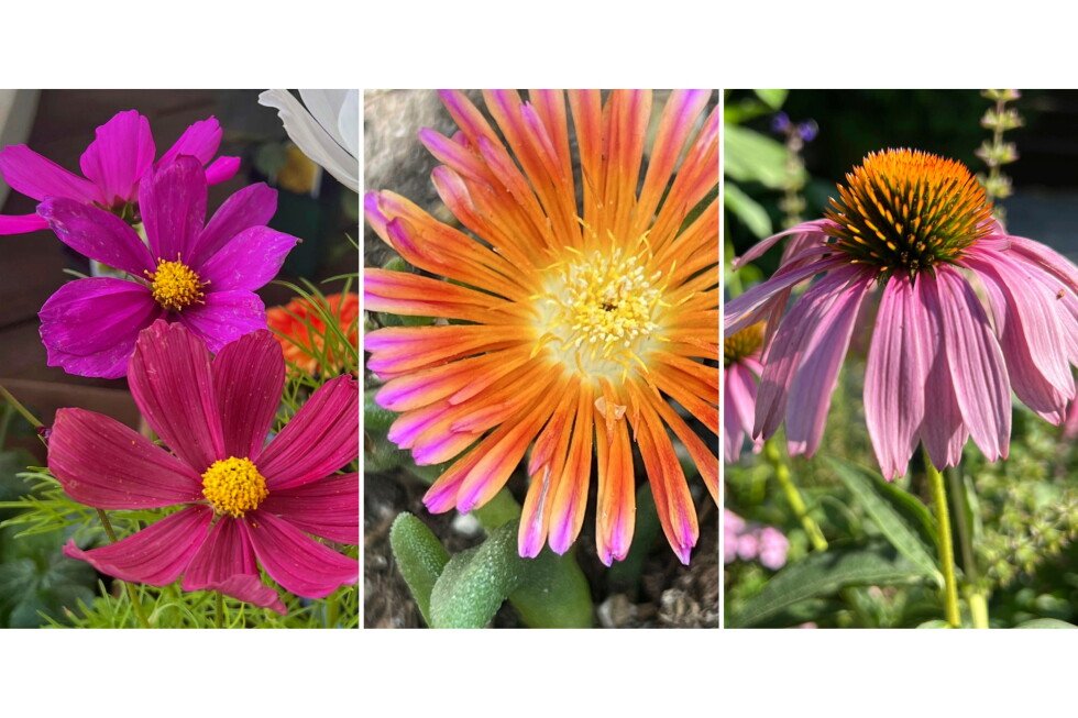 flowers-that-can-tolerate-heat-and-drought