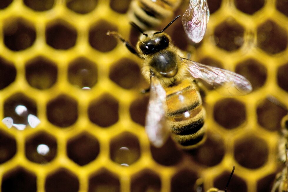 worker-bees-build-special-wax-cells-that-may-help-raise-healthier-queens,-a-study-finds