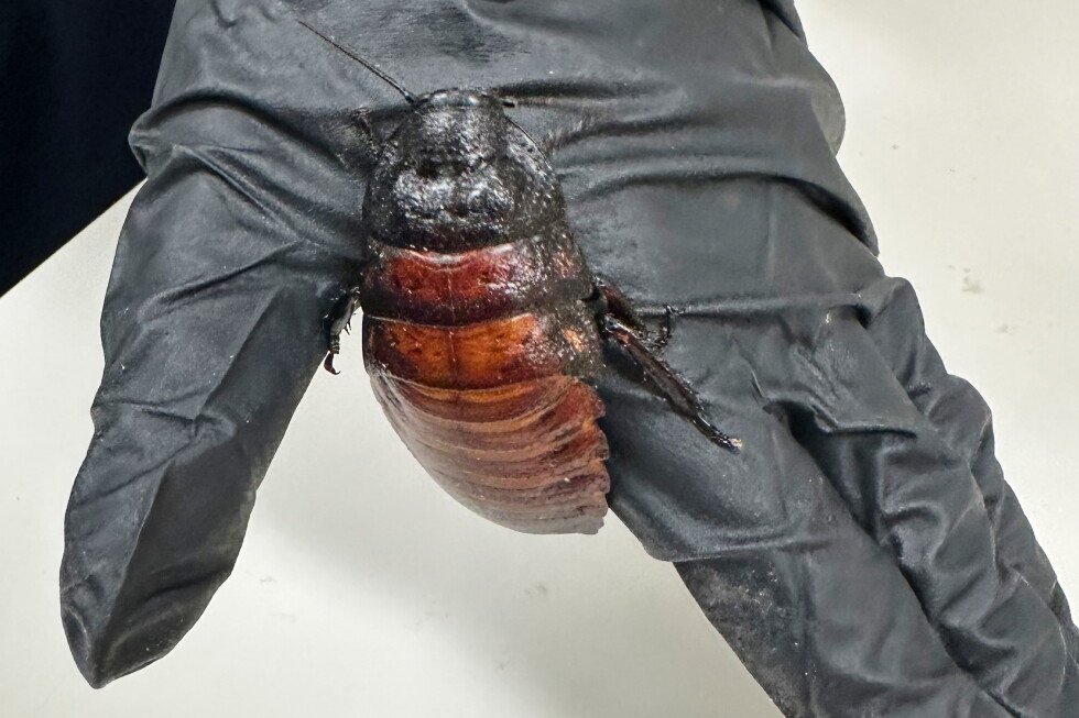 more-than-100,000-illegal-cockroaches-were-seized-from-an-australian-breeder