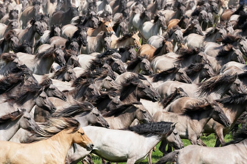 a-photo-captures-a-wall-of-wild-horses-surging-through-western-germany