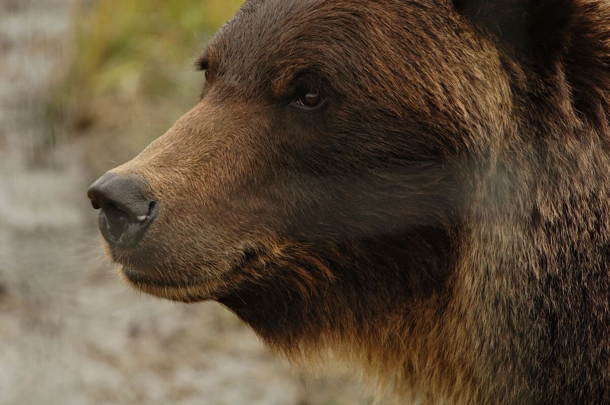 bear-market-signals-seen-to-be-multiplying