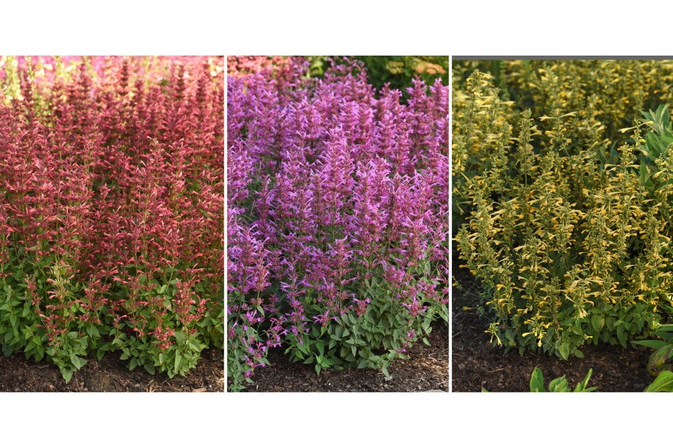 ap-columnist’s-list-of-10-top-performing-new-plants-for-this-season