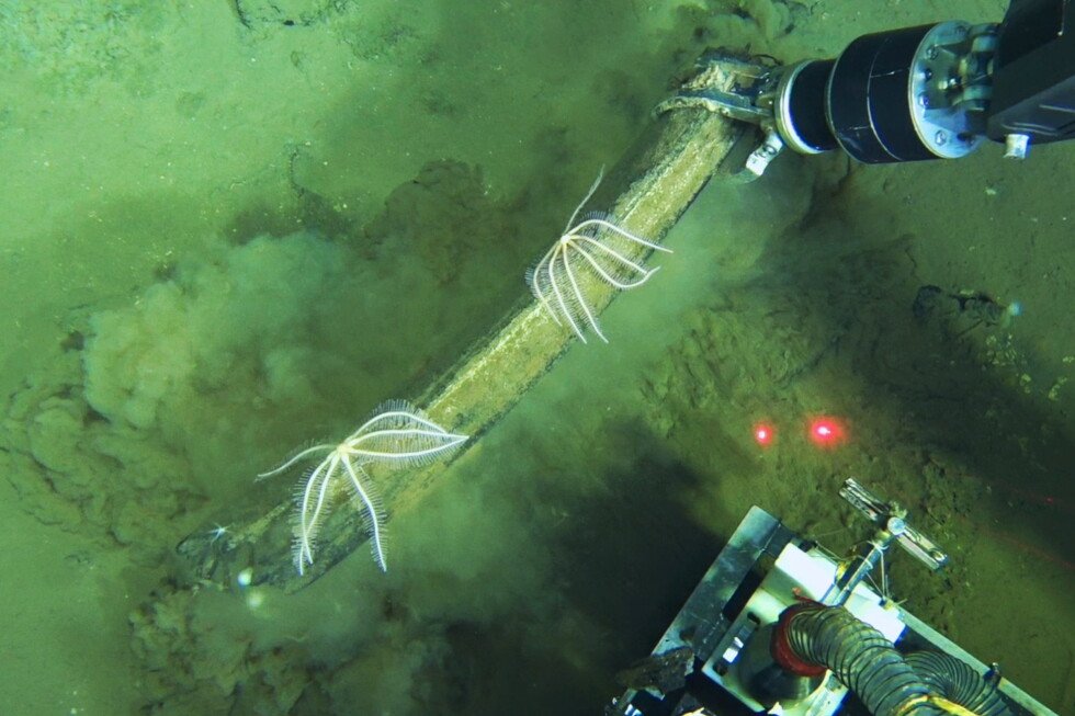 underwater-whale-graveyard-is-home-to-jellyfish-and-bone-eating-worms