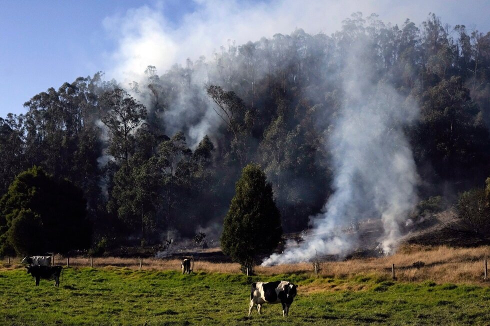 landmark-law-in-colombia-aims-to-reduce-deforestation-by-tracking-cattle