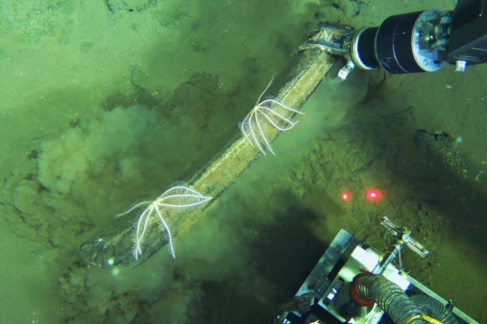 cientificos-encuentran-un-cementerio-de-ballenas-de-hace-millones-de-anos