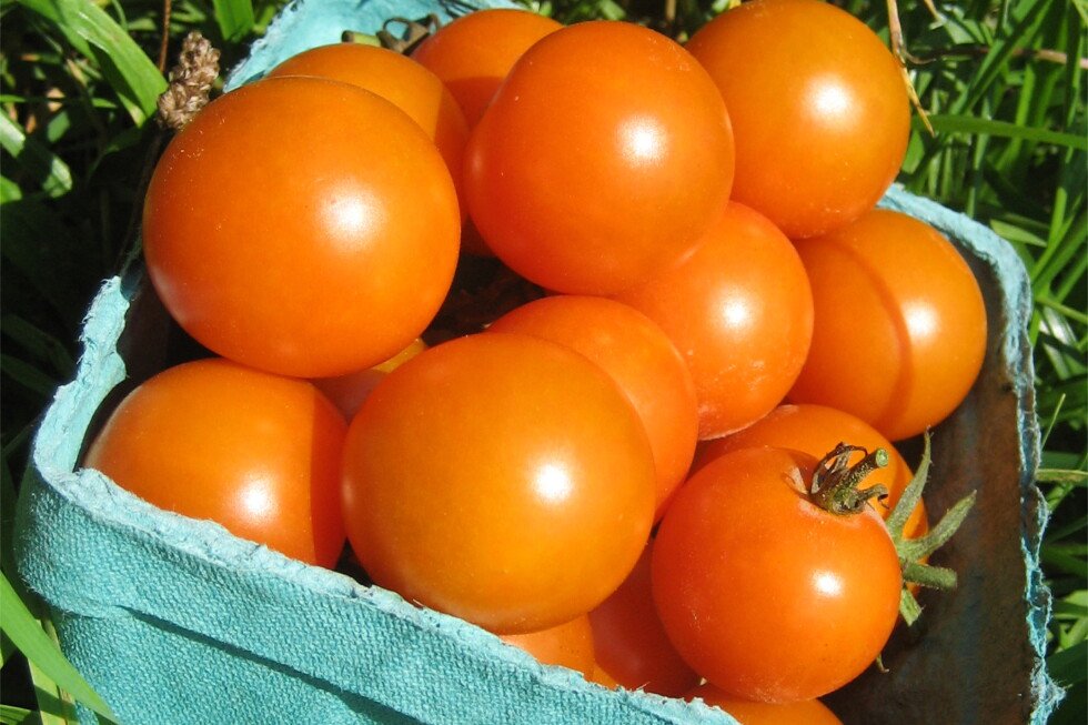 5-top-performing-tomatoes-for-a-summer-harvest
