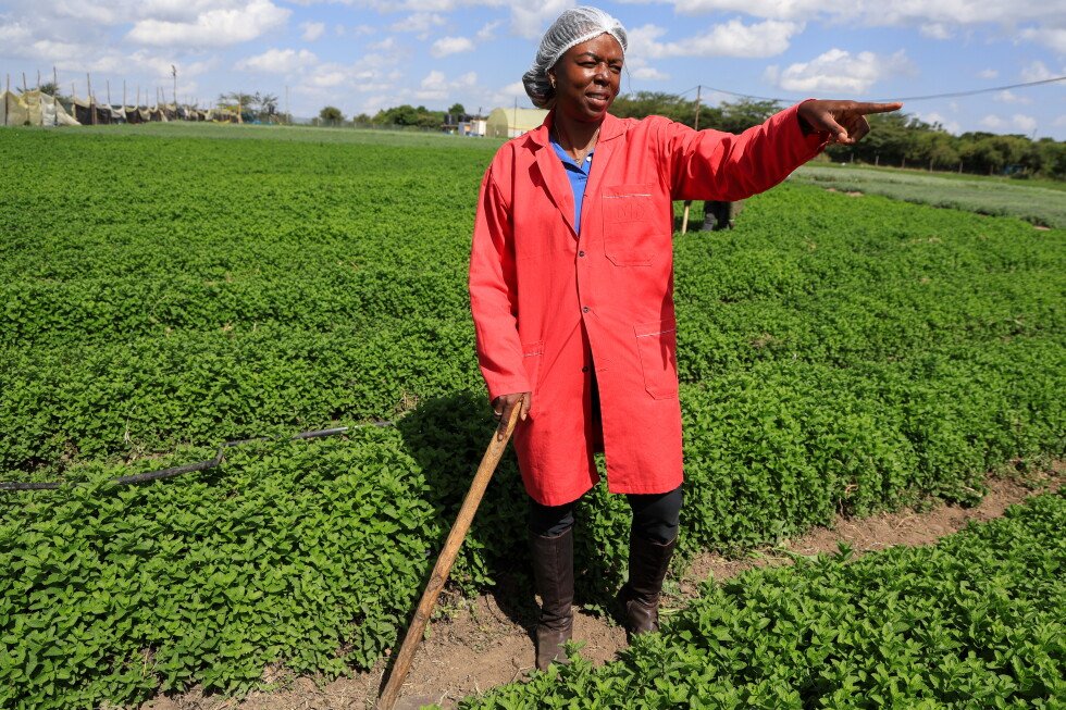 solar-powered-cold-storage-is-boosting-incomes-for-african-farmers