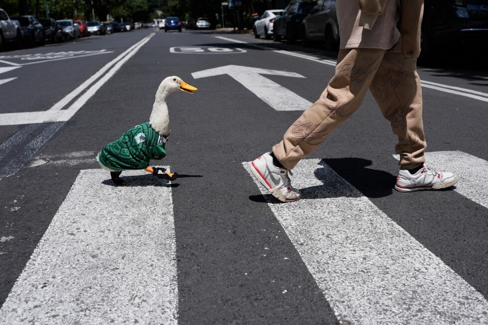merlin-the-duck-becomes-mexico’s-world-cup-mascot