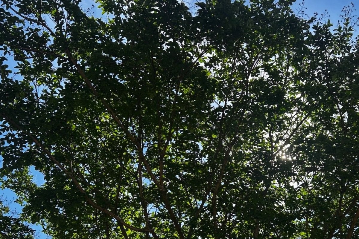 uva-releaf-study-finds-preserving-mature-trees-can-outperform-stock-market