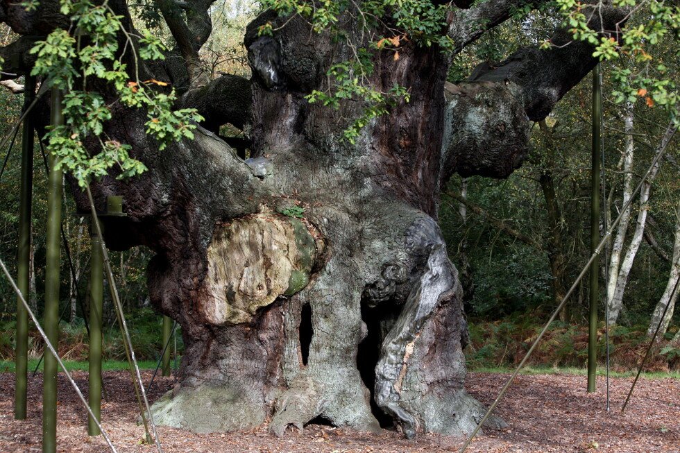 ancient-oak-tree-said-to-shelter-legendary-robin-hood-has-died