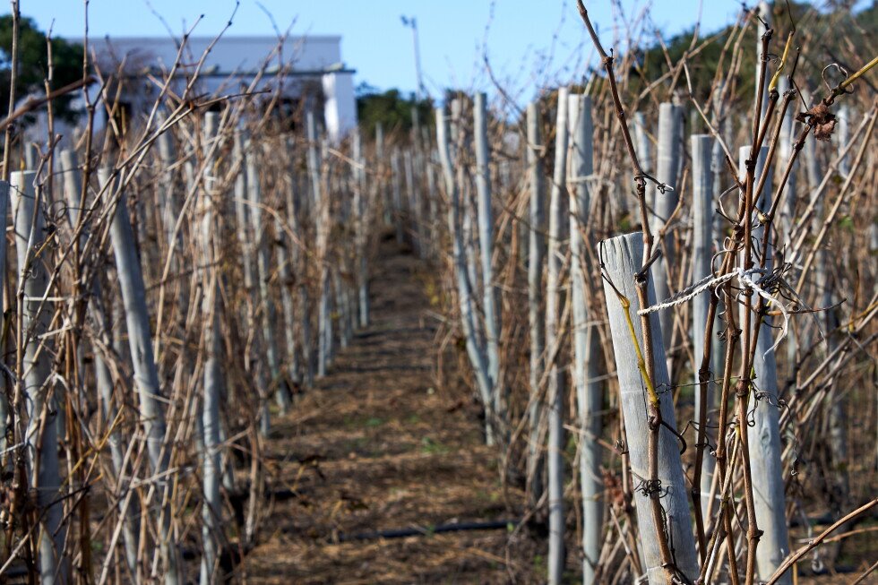 how-covid-lockdown-helped-make-an-award-winning-winemaker