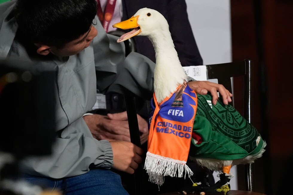 merlin-the-duck-kept-out-of-mexico’s-world-cup-match
