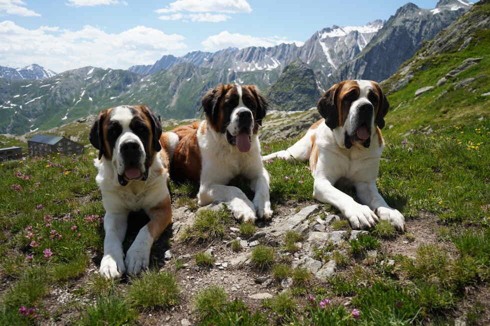 a-museum-celebrates-st.-bernard-dogs’-history-in-the-swiss-alps