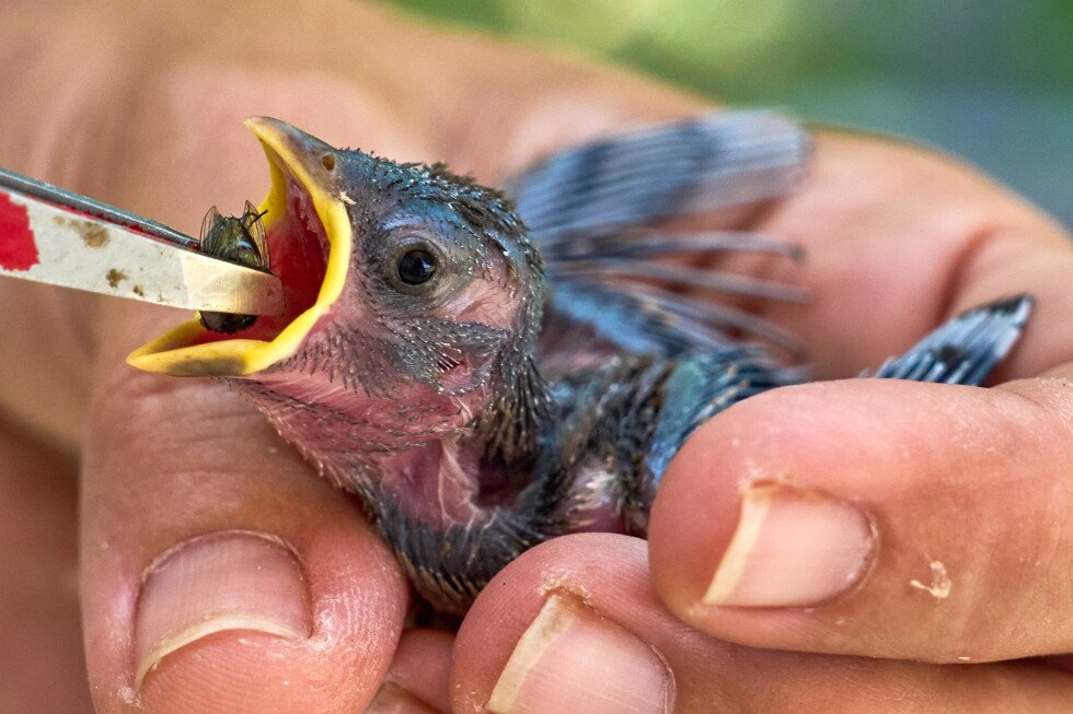 what-to-do-if-you-see-wildlife-struggling-with-hot-temperatures