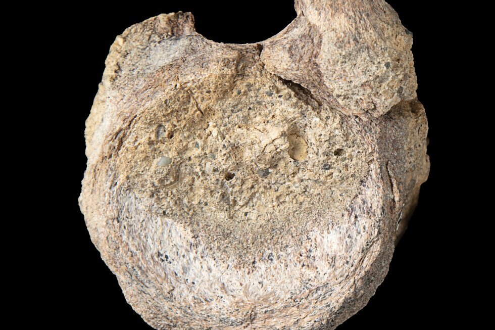 scientists-find-antarctic-dinosaur-fossil-hidden-in-a-drawer