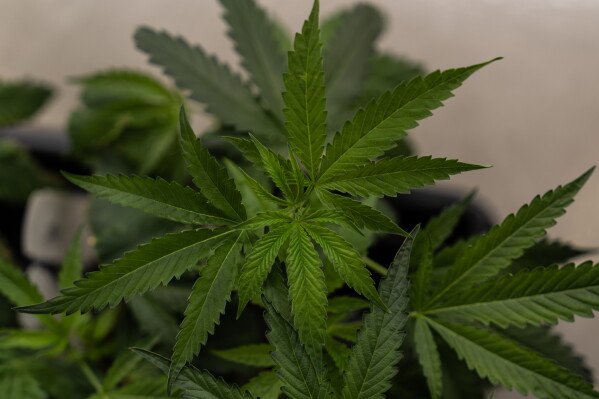 Marijuana clones are shown for sale at Tropicanna Dispensary and Weed Delivery in Santa Ana, California, on April 23, 2026. (AP Photo/Jae C. Hong)
