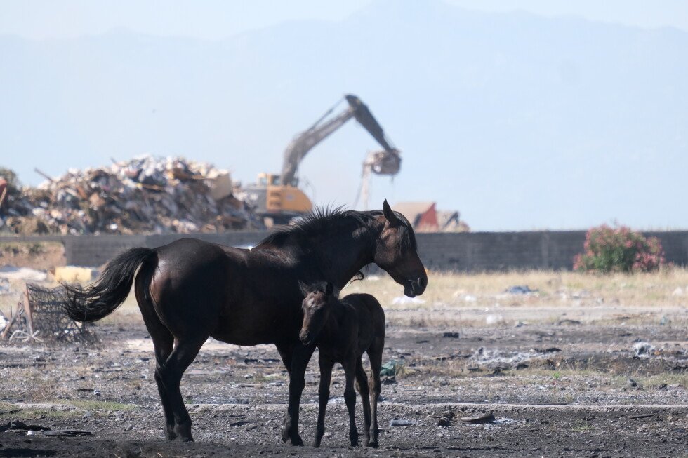 calor-en-europa-provoca-temores-por-salud-de-los-animales