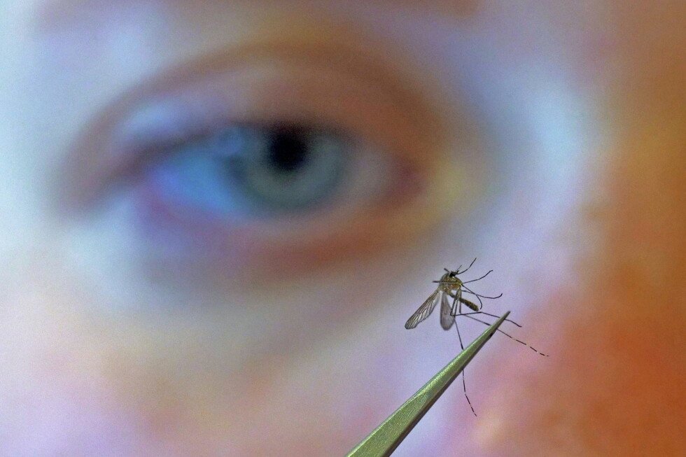 cdc-urges-people-to-prevent-mosquito-bites-as-west-nile-virus-spreads