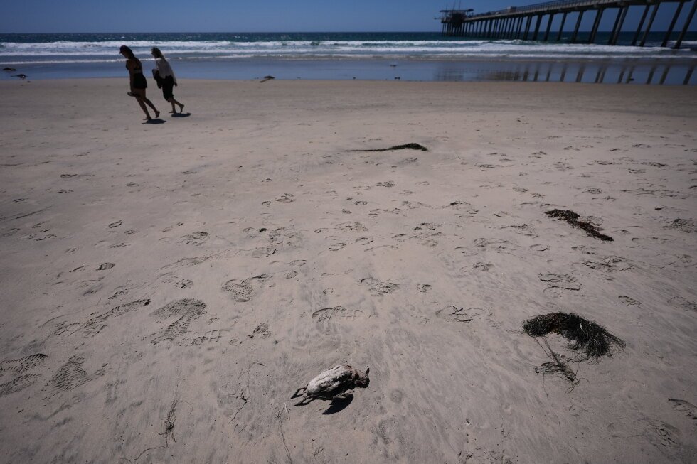 some-seabirds-off-california-are-starving-to-death-amid-marine-heat-wave